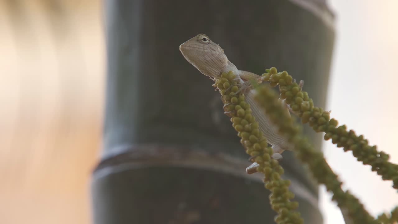 pequeño lagarto se lame los labios sentado en una palmera después de comer un insecto