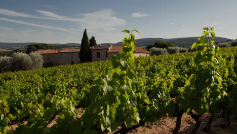 paisaje de viñedos franceses