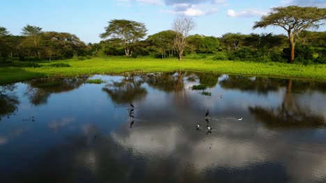 aerial view over birds on a pond, in the jungles of kenya, sunny day, in africa - dolly, drone shot