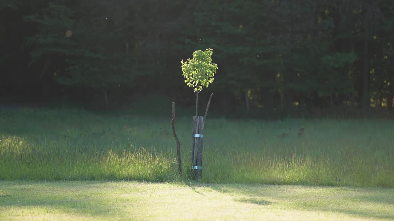 해가 지는 푸른 초원 에 있는 젊은 외로운 과일 나무