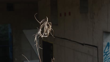 dry plant against backdrop of zagreb's derelict hospital building