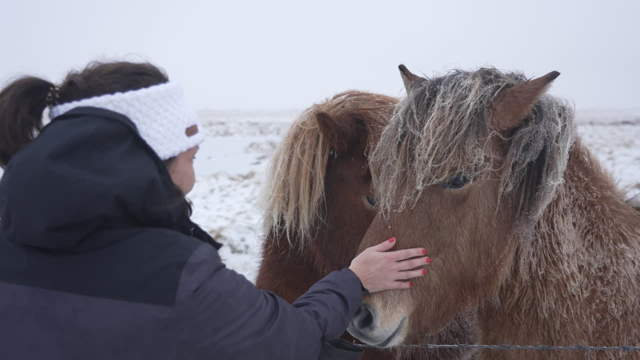 mujer tocando caballos islandeses en islandia-1