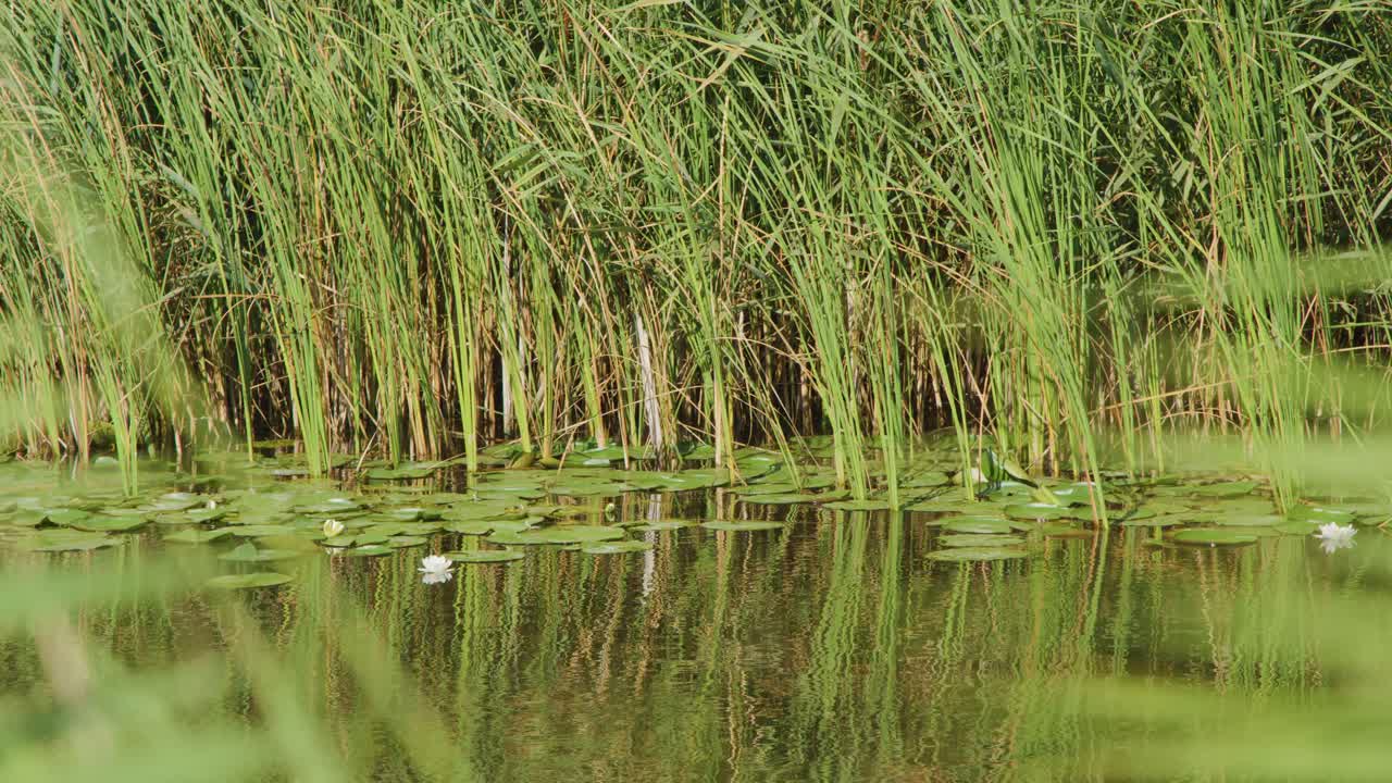 Camera pans across dense reeds, water lilies, and cattails in bright, natural wetland daylight