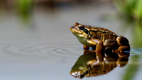 close-up of a striped frog in shallow water with reflection