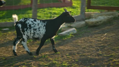 cabra manchada en un campo