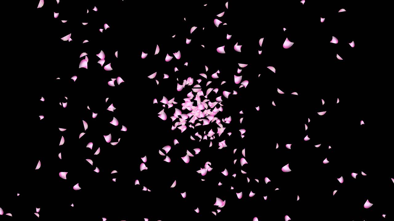 분홍색 꽃잎이 떨어집니다.