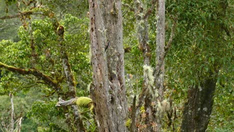 un pájaro carpintero trepando por un árbol, picoteando algo, mirando a su alrededor