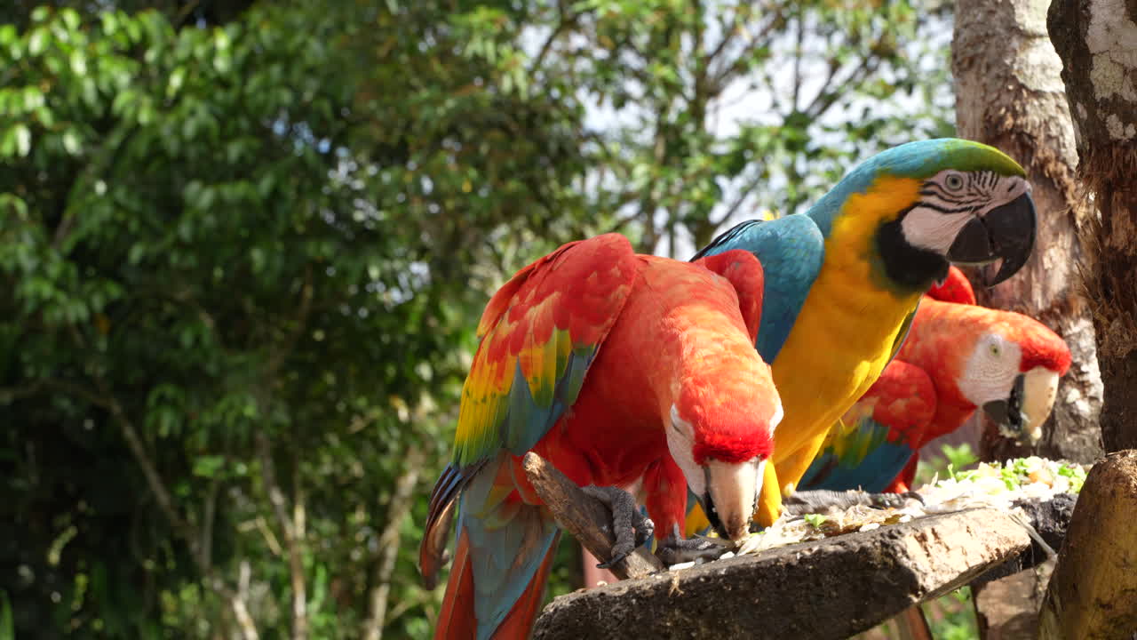Three parrot eating the food standing on the same tree in Ecuador