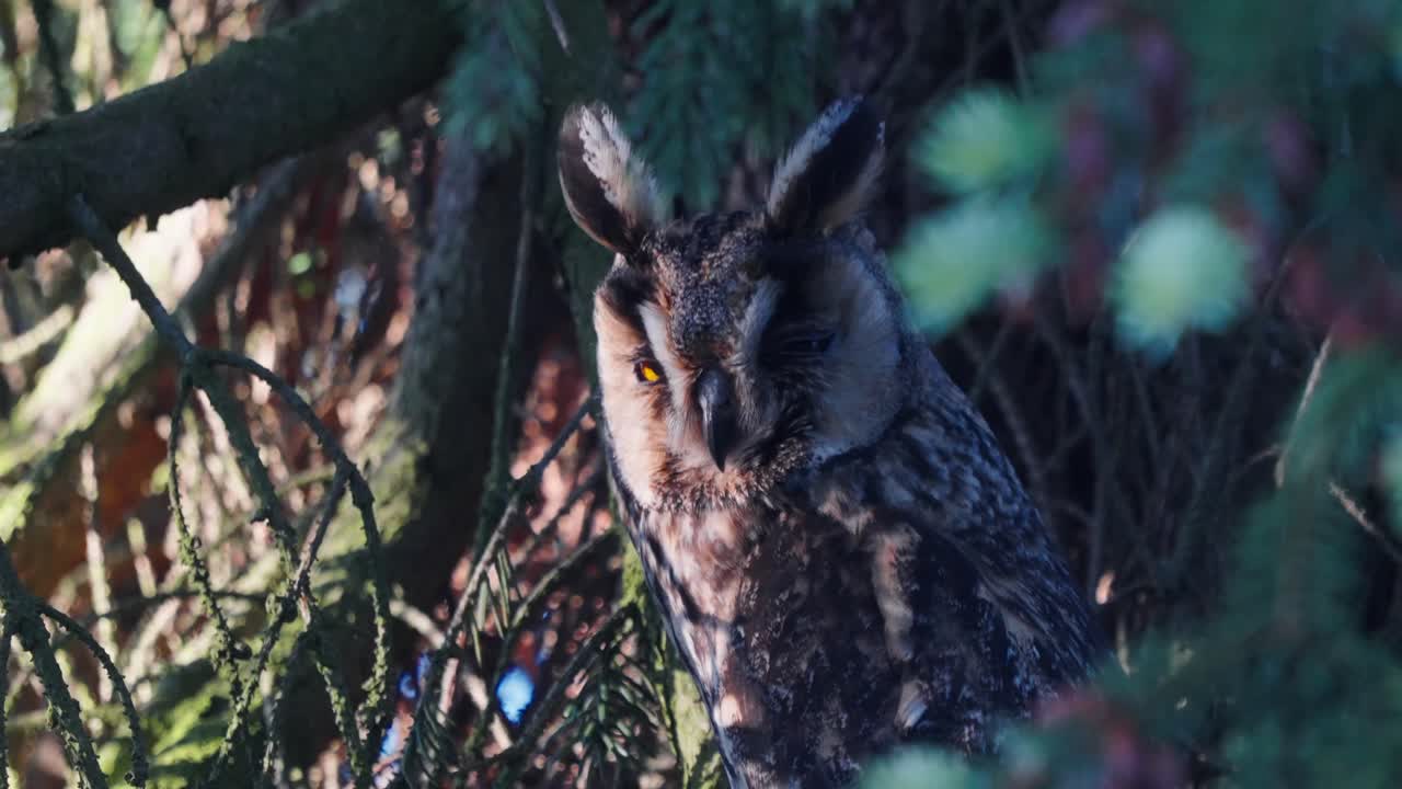 hermoso primer plano de cara de búho cornudo en una rama de árbol en texel, países bajos