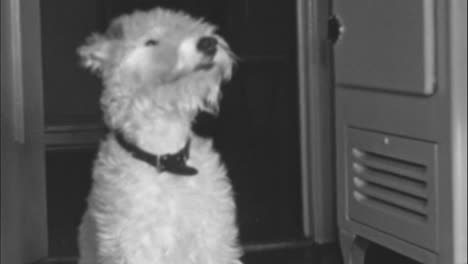 beautiful wire fox terrier dog pays attention while being given instructions in a room at home