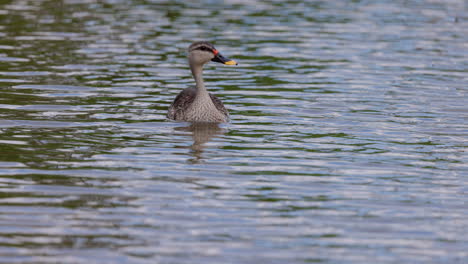 slow motion shot of spot billed duck i water swimming and shaking its head