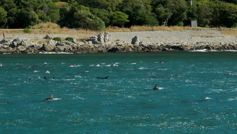 dusky dolphin pod breaching as they travel along the new zealand shore near kaikoura