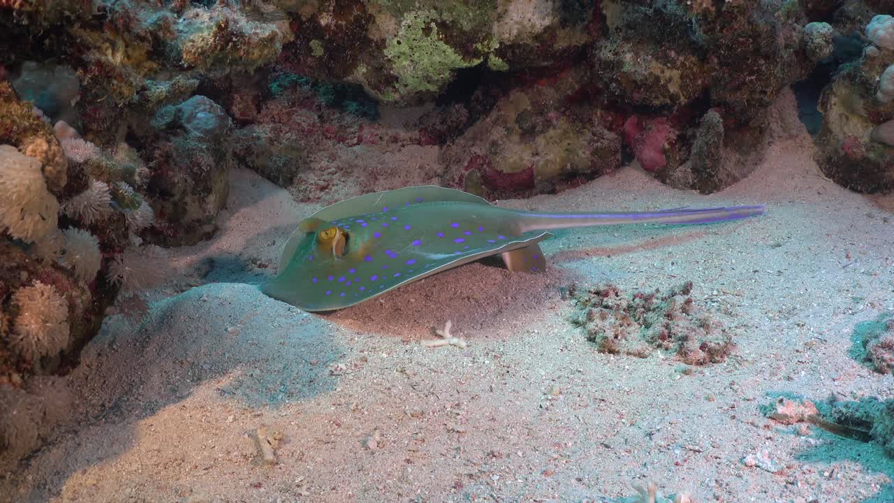 raya de cola de cinta con manchas azules de pie en la aleta
