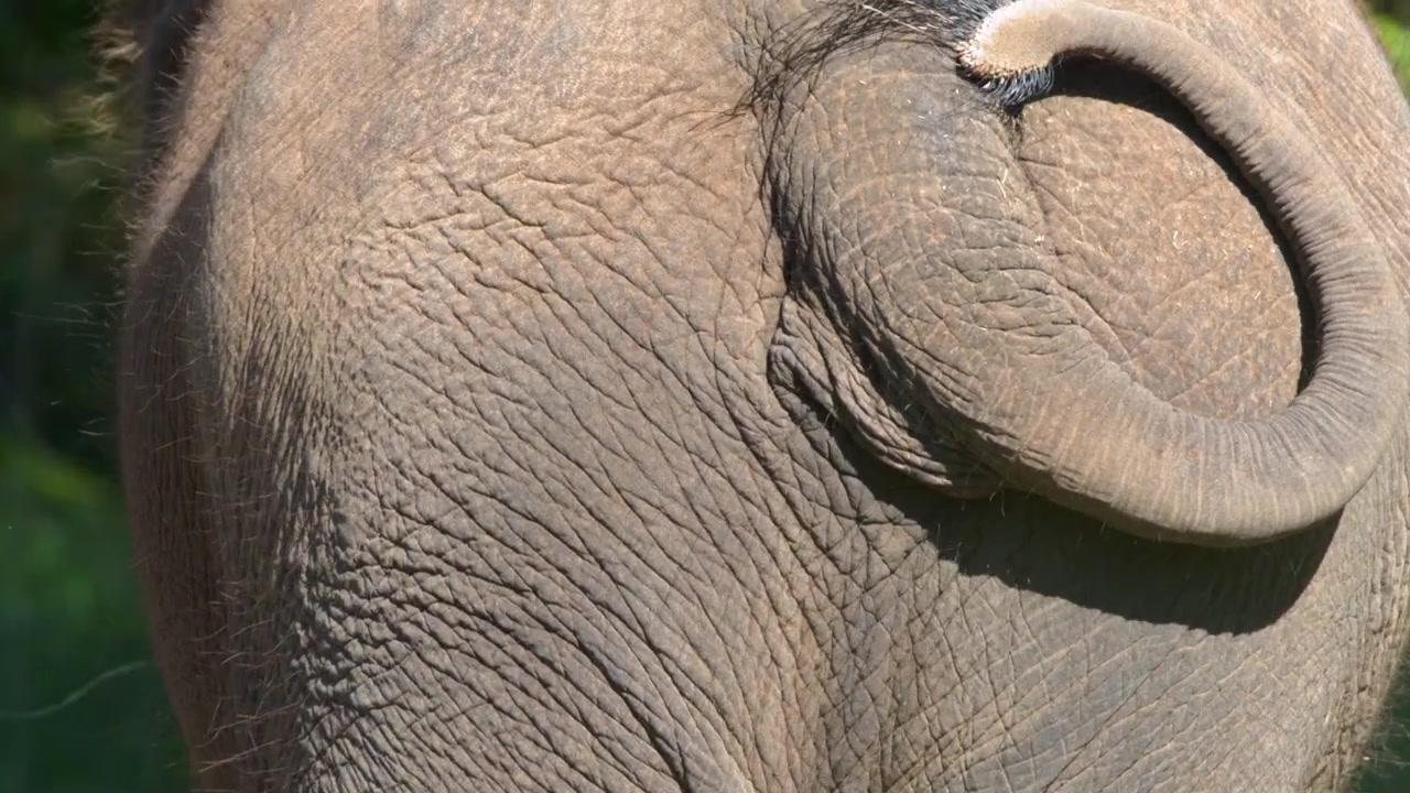 Detaljeret nærbillede af en asiatisk elefants rynkede hud og halesvaj i skarpt sollys.