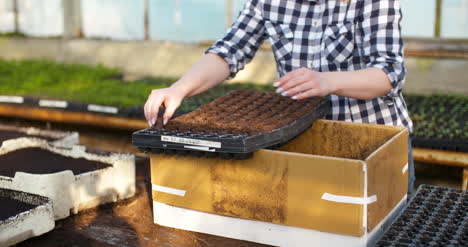 close up of female gardener arranges seedlings 8