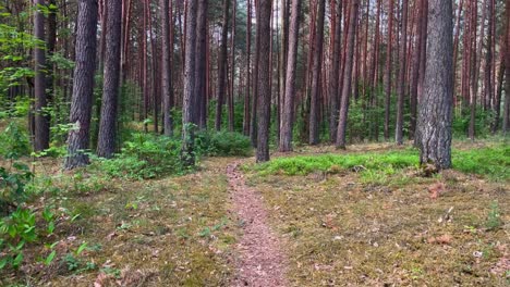 Toma-Del-Sendero-Del-Bosque-En-Un-Denso-Y-Tranquilo-Bosque-Verde-Durante-El-Día,-Alejándose