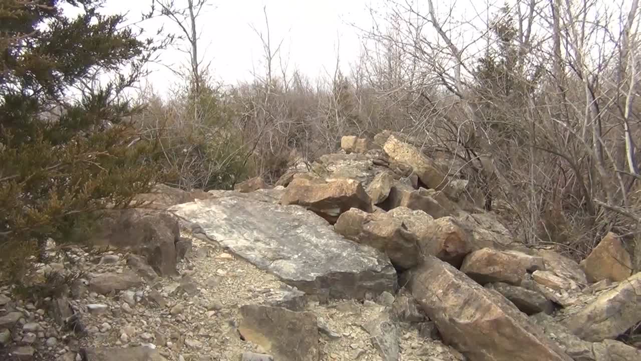 화창한 날 사막의 돌과 관목