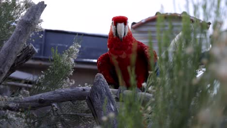 Loro-Guacamayo-Rack-Enfoque-Cardán-Revelar-Desde-Arbustos-Sqwak-Y-Parpadear-Slomo