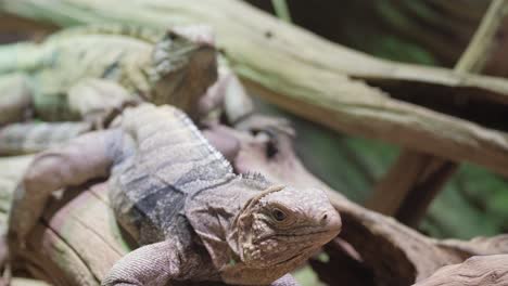 yellow iguana on tree in rainforest rio tempisque 4k 2025 08 04 21 23 26 utc.mov | animal, animal wildlife, animals in the wild, beautiful