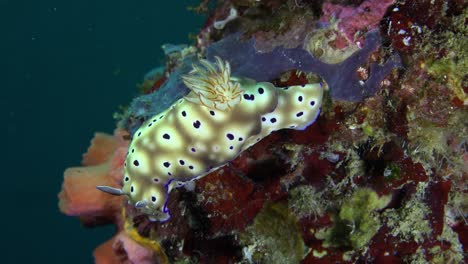 nudibranquio en coloridos arrecifes de coral