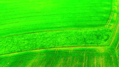 Leuchtend-Grüne-Landwirtschaftliche-Felder-Mit-Markanten-Traktorspuren-Von-Oben