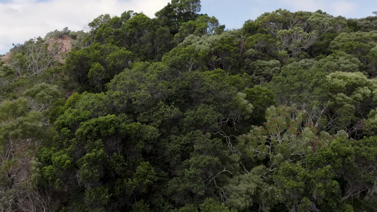 dramática toma aérea sobre las copas de los exuberantes árboles verdes en el bosque en el parque estatal del cañón waimea, imágenes de drones de arriba hacia abajo de las copas de los árboles y las montañas rocosas