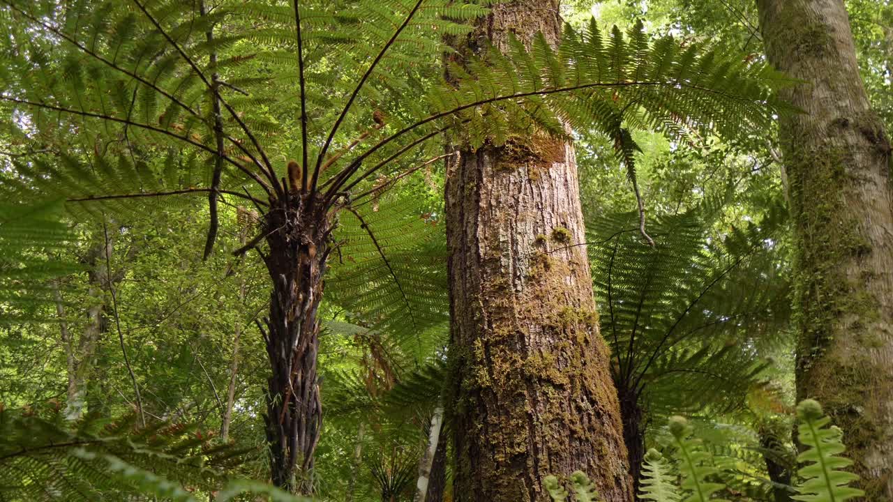 Closeup Slider, native New Zealand bush, Fiordland