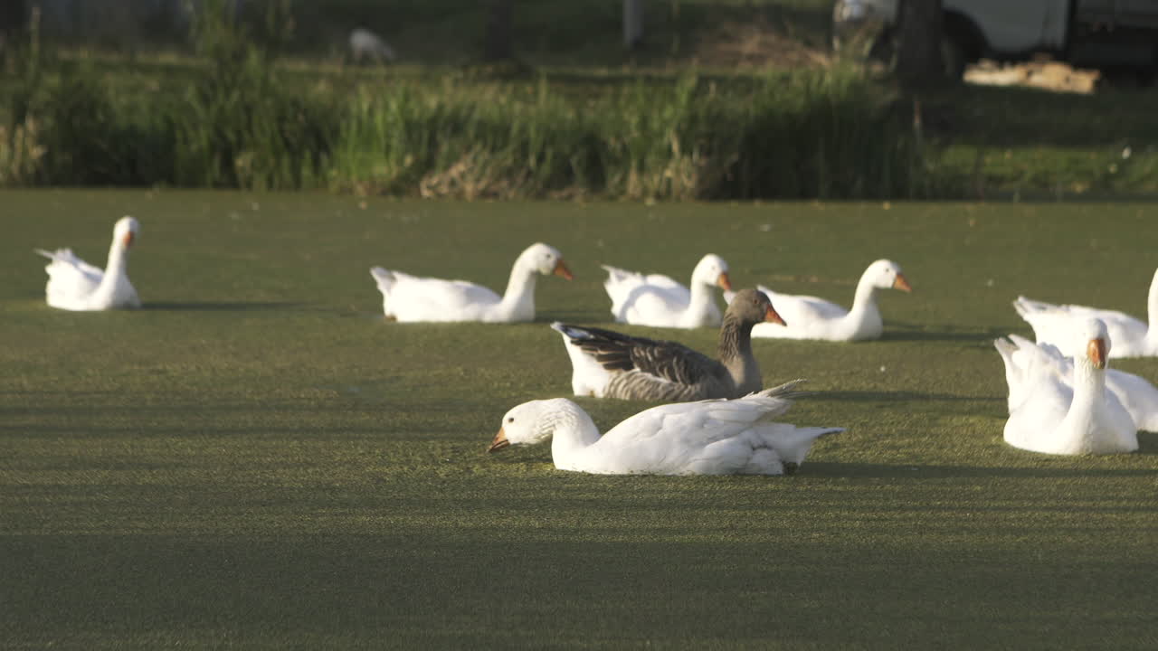 Geese and Ducks on a Pond