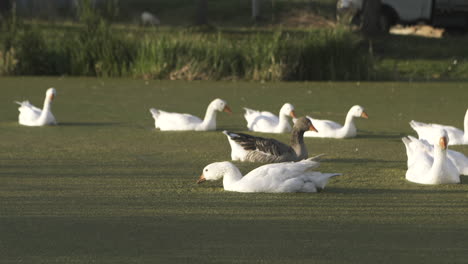geese and ducks on a pond