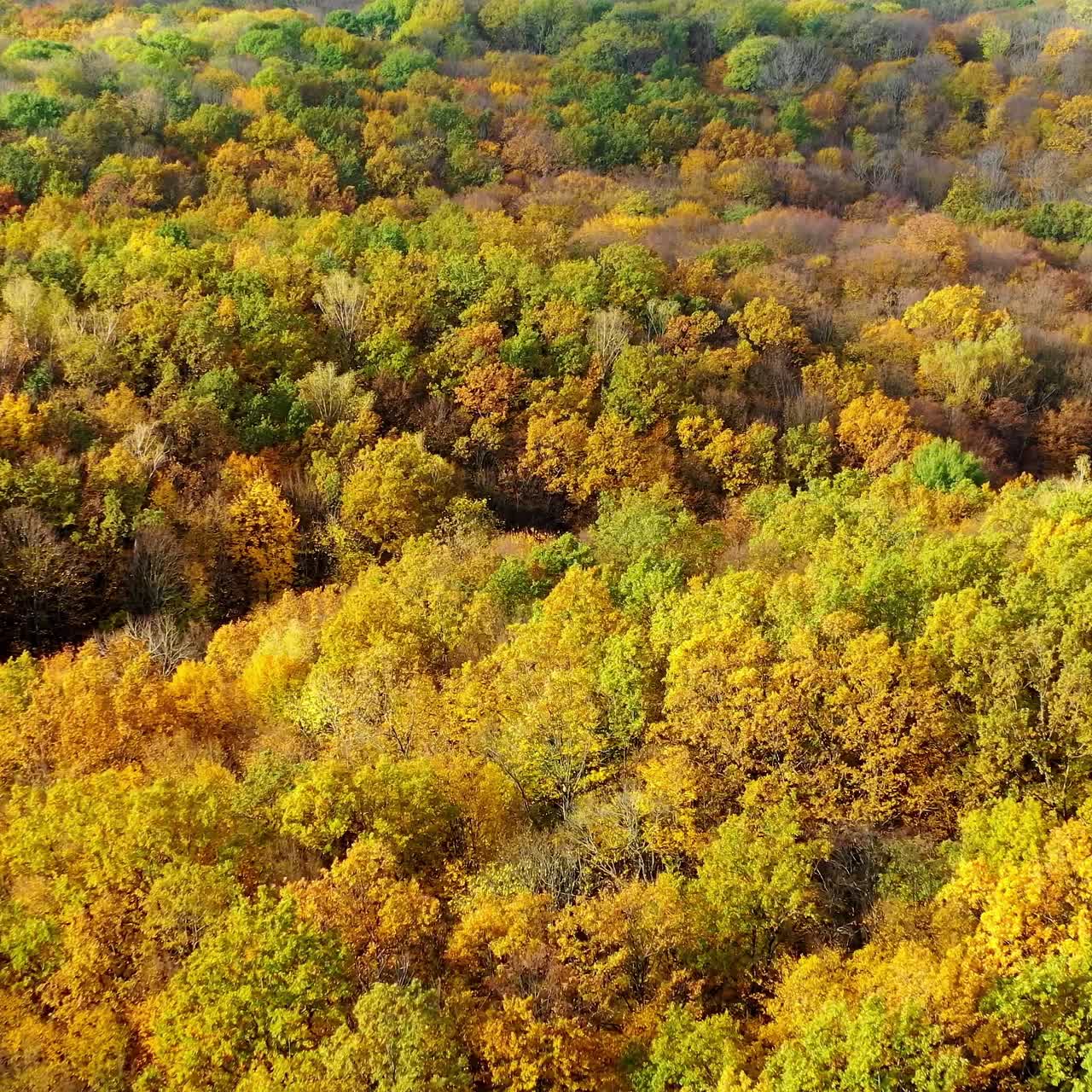 Sonbahar renklerinde doğa arka planı. Sonbahar mevsiminde ormanlık bir alanın ağaçlarının güzel manzarası. Havadan görünüm. Kamera sağa doğru hareket ediyor.