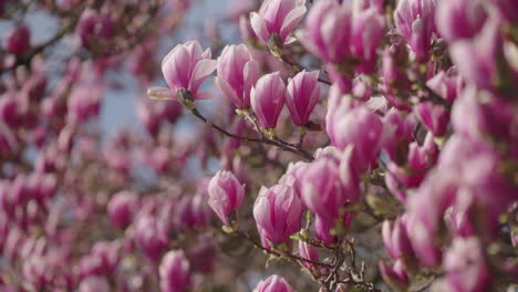 blossoms of a magnolia tree in spring