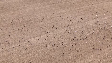 vista aérea de los campos cosechados en etchilhampton, reino unido, mostrando las secuelas de la cosecha con líneas de cultivo visibles y tierras de cultivo abiertas mientras las aves se agrupan sobre el suelo