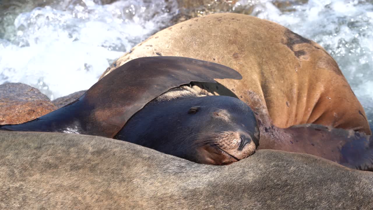 Otaria che riposa a Monterey, California.