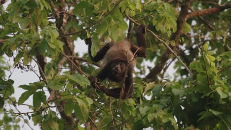 howler monkey in osa peninsula in costa rica eating tree leaves on rainforest