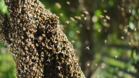 un enjambre de cientos de abejas volando a su alrededor