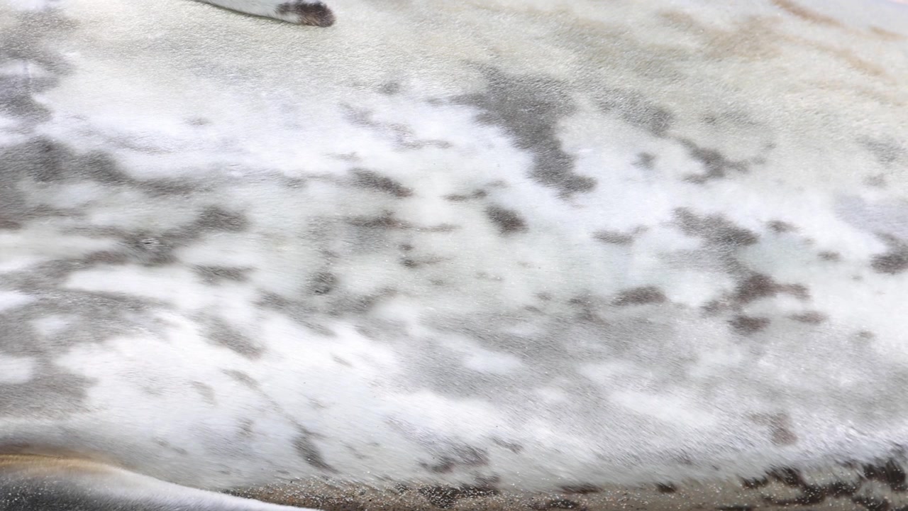 Panoramica ravvicinata dettagliata che mostra i motivi screziati unici e la texture della pelliccia di una foca di Weddell sdraiata sulla sabbia antartica illuminata dal sole, evidenziando la serena immobilità e le marcature naturali della foca