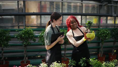 two diverse gardeners in greenhouse, checking the condition of decorative plants together