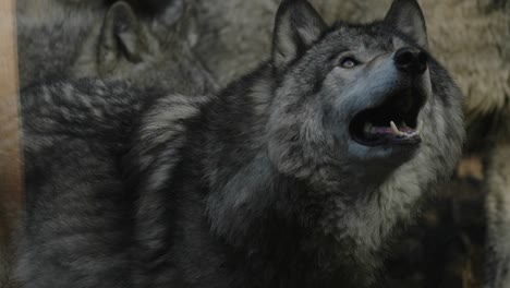 A-Furry-Grey-Wolf-Looking-Up-At-Parc-Omega-Wolf-Cabin-In-Quebec,-Canada---Closeup-Shot,-Slow-Motion