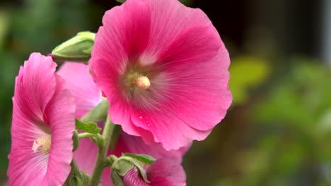 Pink-Alcea-in-the-garden,-Close-up