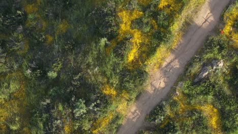 Drone-shot-of-mountain-top-covered-in-yellow-wildflowers-and-green-grass-during-the-California-superbloom