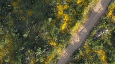 tiro de dron de la cima de la montaña cubierta de flores silvestres amarillas y hierba verde durante la superfloración de california