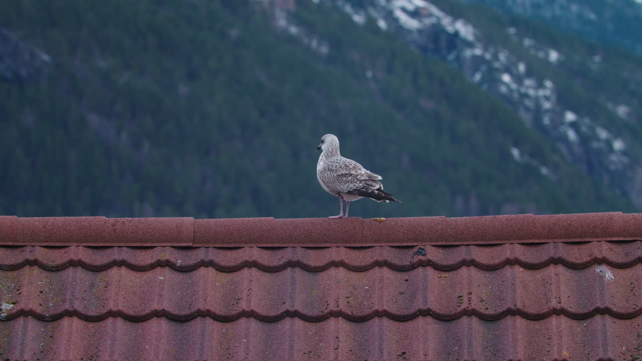 A seagull stands on the roof of a house cleaning its feathers on a bright winter day in Norway