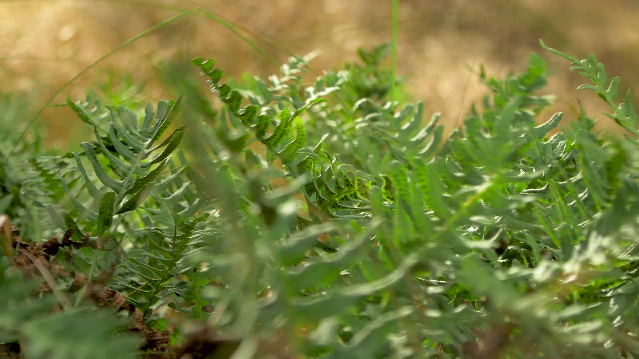 helechos verdes balanceándose con viento fuerte, bosque de pinos costeros en un día soleado de otoño, profundidad de campo poco profunda, tiro de cierre manual
