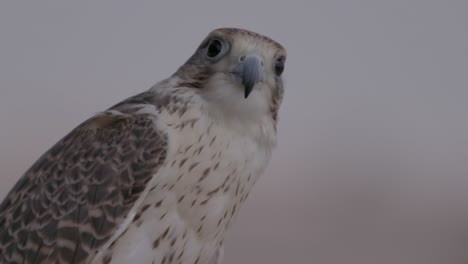 primer plano de un halcón al crepúsculo, detalles de las plumas y ojos alerta