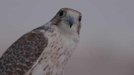 close-up of a falcon at twilight, detail on feathers and alert eyes