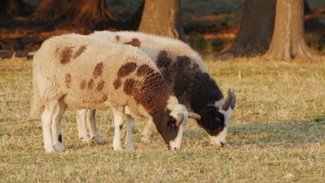 two spotted sheep grazing in a field