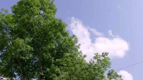 Green-Trees-With-Blue-Sky-In-The-Background