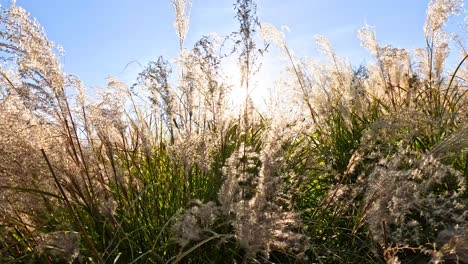 pampas grass moving gently under the sun