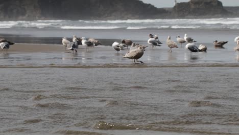 gaviotas occidentales, tanto machos como hembras, bañándose en un río de agua dulce que desemboca en el océano pacífico