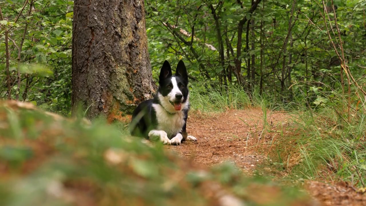 En border collie-hund lytter oppmerksomt til eieren sin